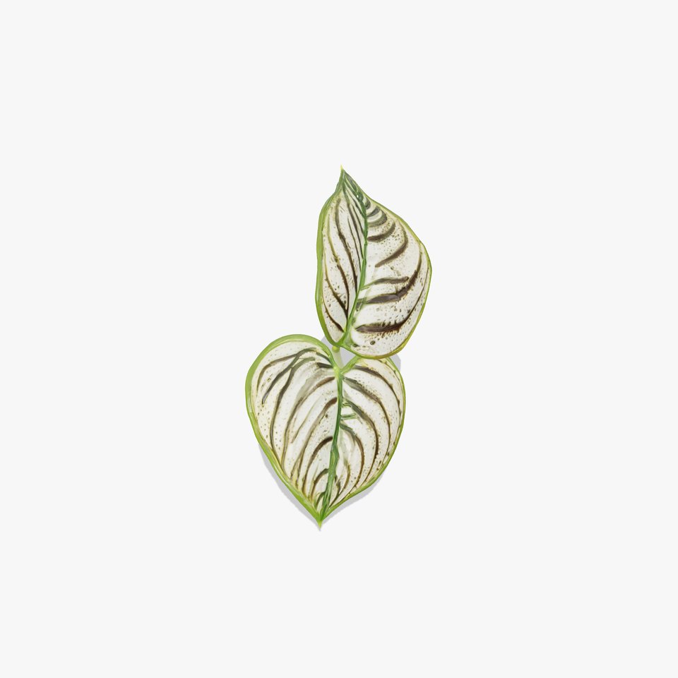 Tropical Leaf Plant Realistic Model Pack